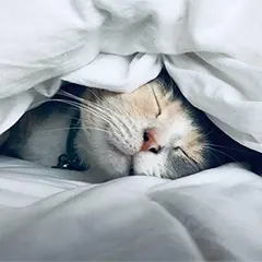 Equipo Duermete Niño Avatar.white cat sleeps under white comforter